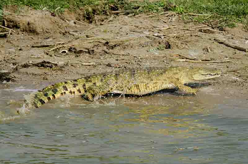 69 - Cocodrilo - parque nacional Queen Elizabeth - Uganda